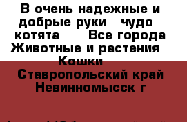 В очень надежные и добрые руки - чудо - котята!!! - Все города Животные и растения » Кошки   . Ставропольский край,Невинномысск г.